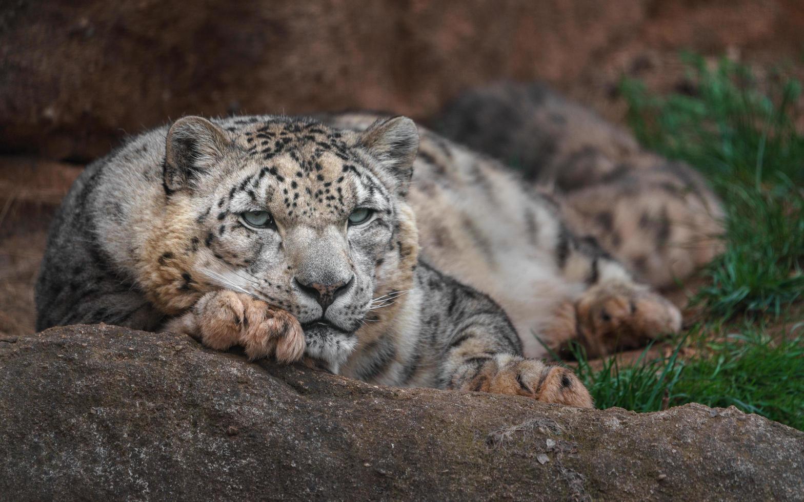 Snow leopard Irbis photo