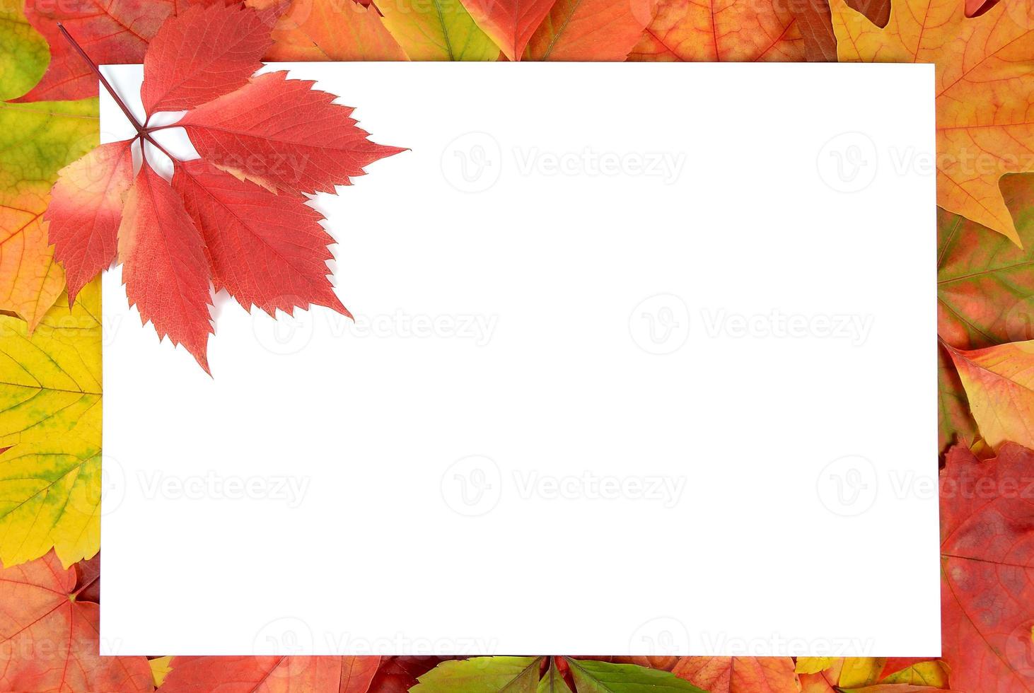 autumn leaves and sheet of paper photo