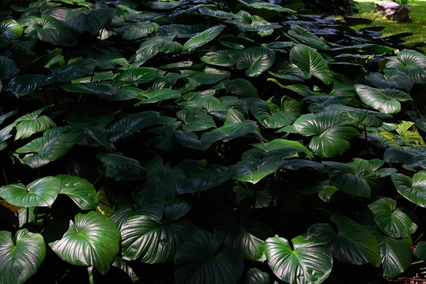 Tropical green leaves in natural light and shadow with green toned color and selective focus.Low key lighting Nature background. photo