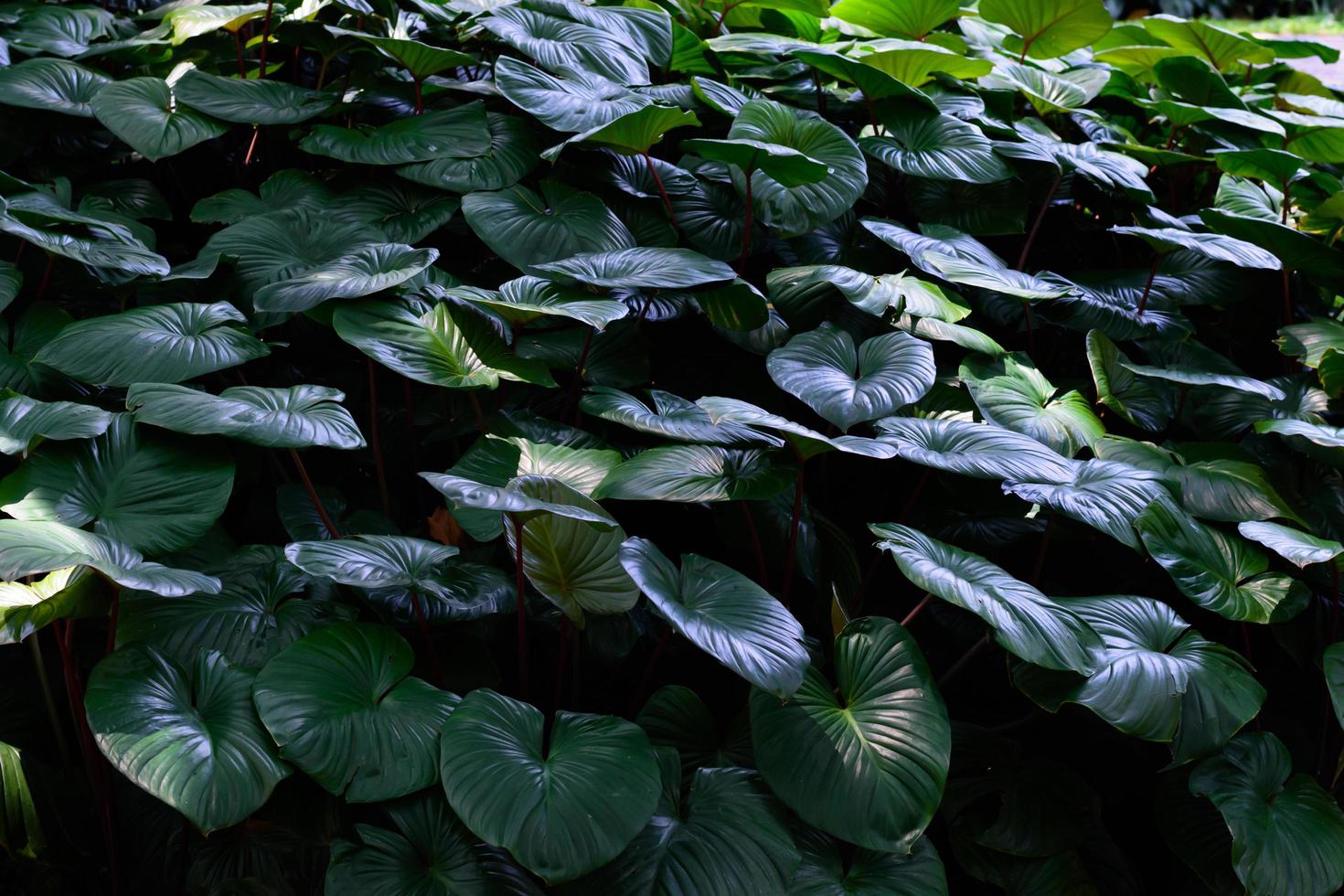 Tropical green leaves in natural light and shadow with green toned color and selective focus.Low key lighting Nature background. photo