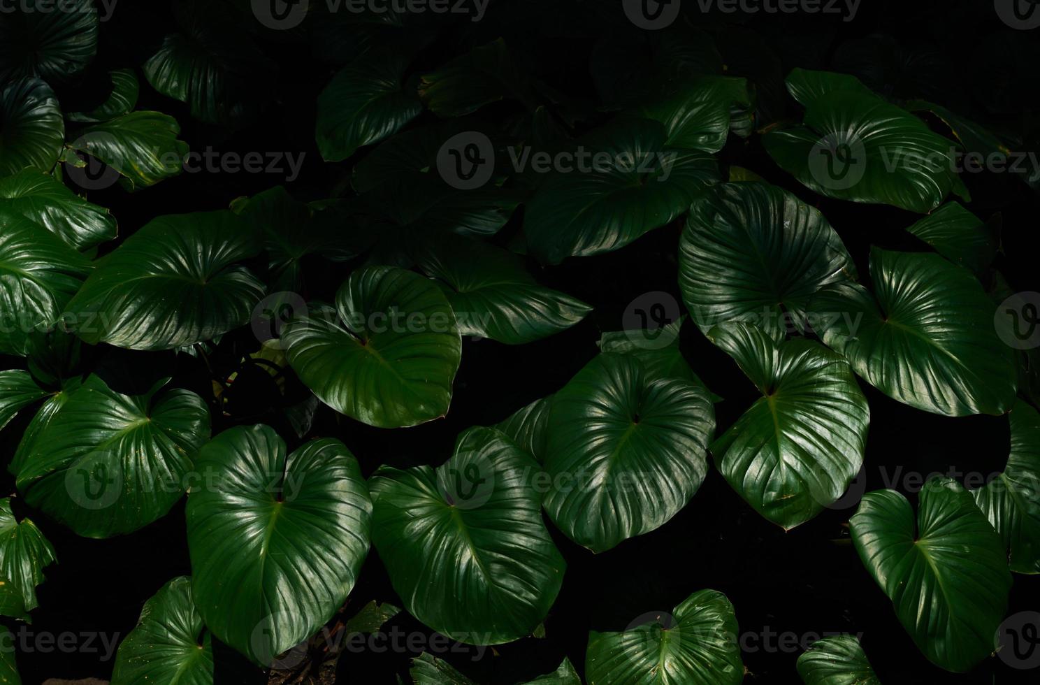 Tropical green leaves in natural light and shadow with green toned color and selective focus.Low key lighting Nature background. photo