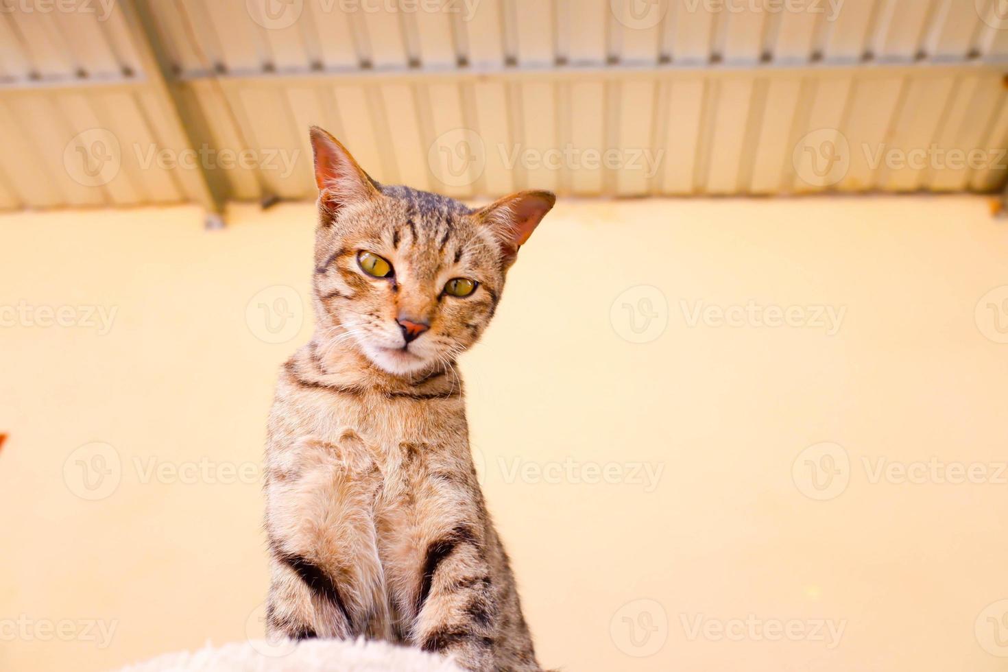 Portrait of a grey cat with stripes laying on a ground, close-up, selective focus. photo