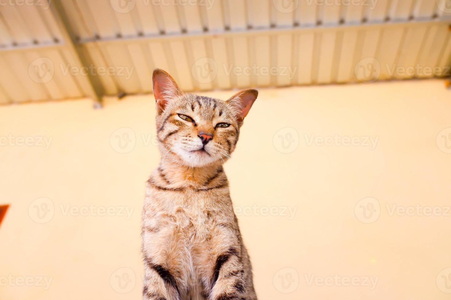 Portrait of a grey cat with stripes laying on a ground, close-up, selective focus. photo