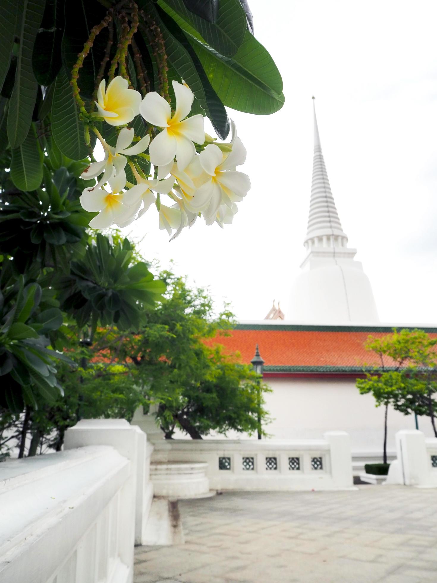 Plumeria flower with nature background. white frangipani tropical flower,  plumeria flower blooming on tree, spa flower in temple at Thailand and blur  temple background 7115921 Stock Photo at Vecteezy