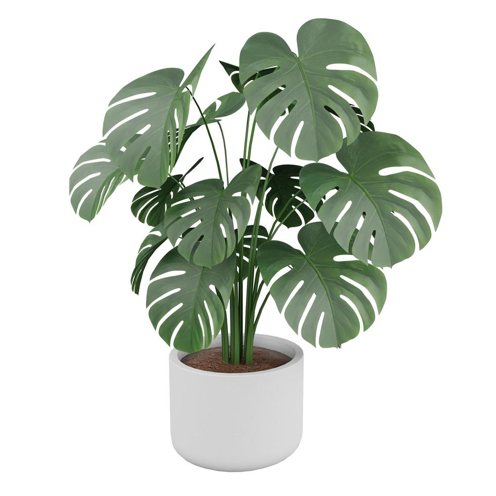 3D rendering isolated monstera tree in the flowerpot at white background photo