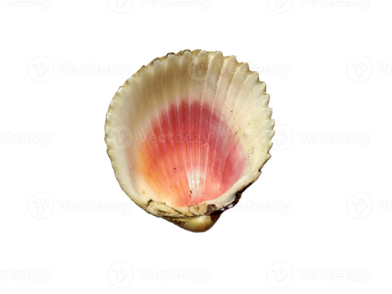 Mollusk shells isolated on white background. Oyster with white background photo