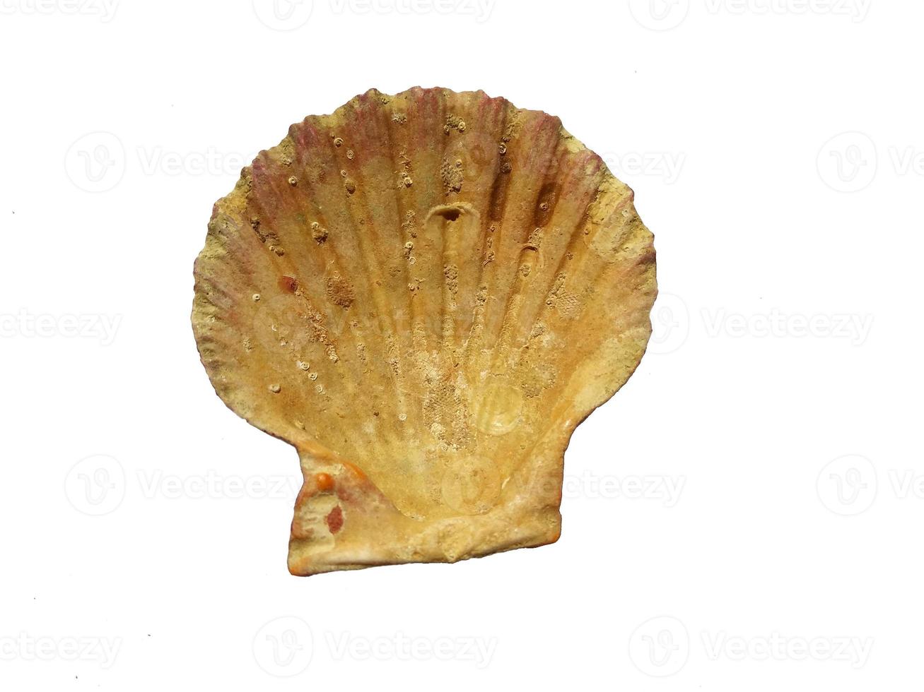 Exotic sea shells on a white background photo