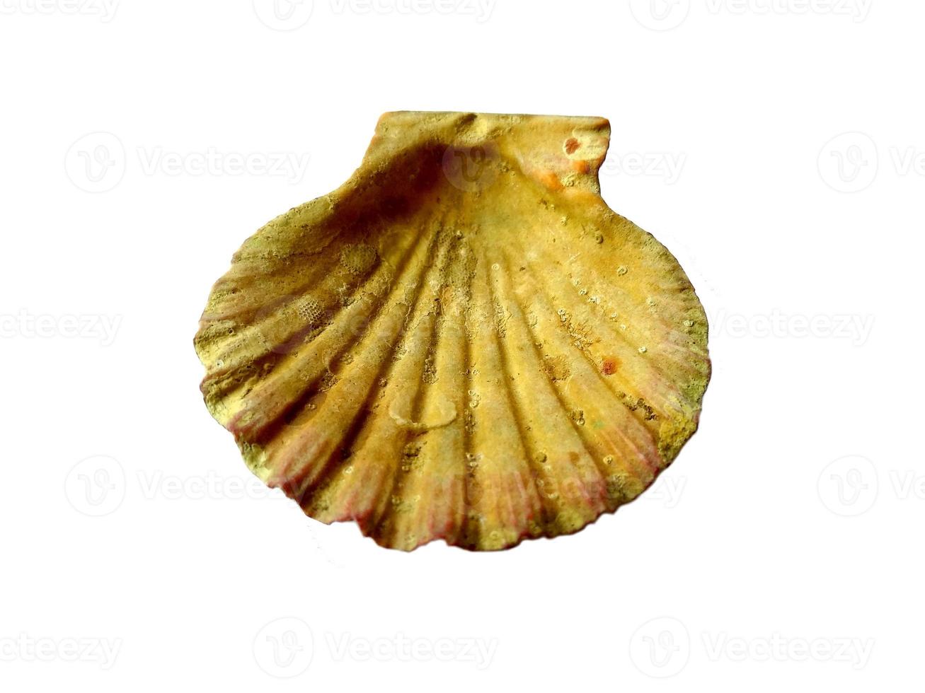 Exotic sea shells on a white background photo