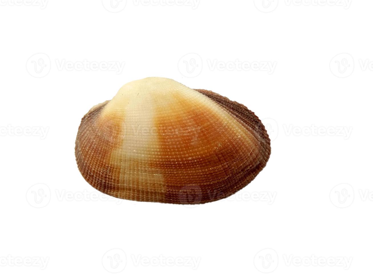 Mollusk shells isolated on white background. Oyster with white background photo