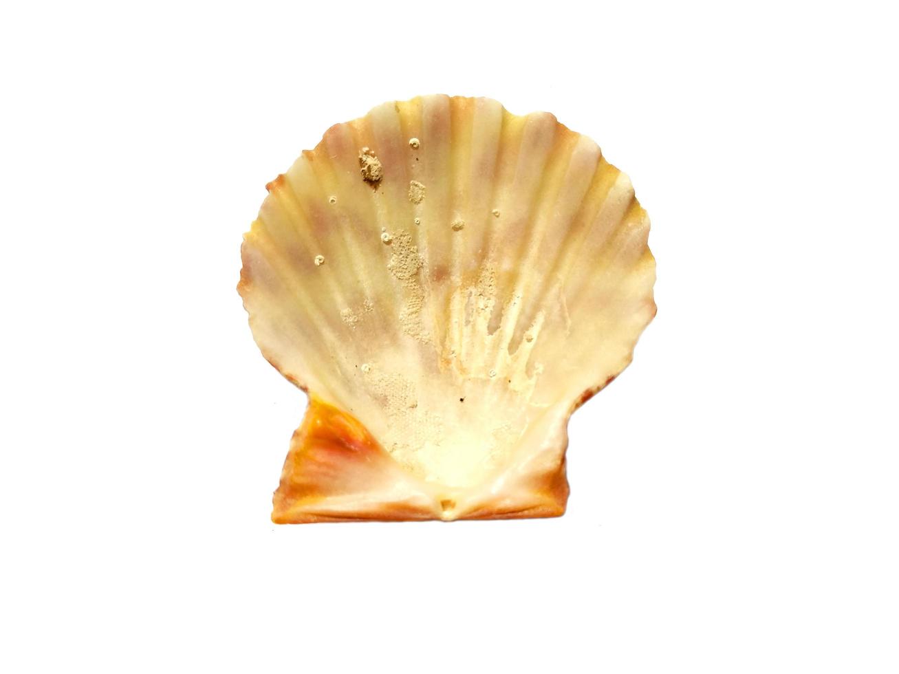 Exotic sea shells on a white background photo