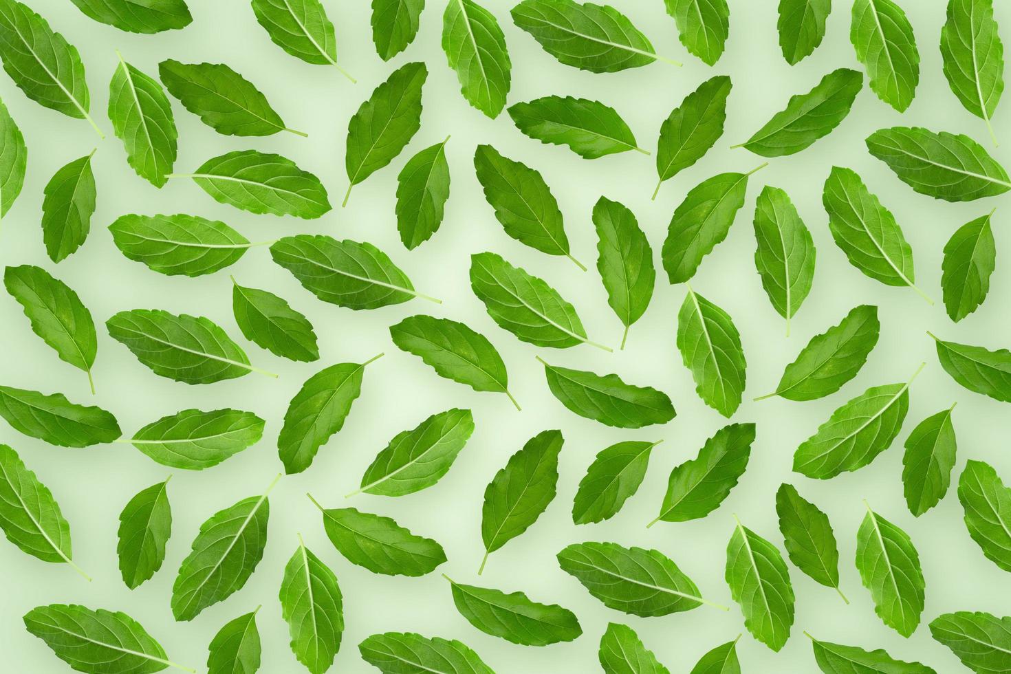 Basil fragrant green herb isolated on green wallpaper background. photo