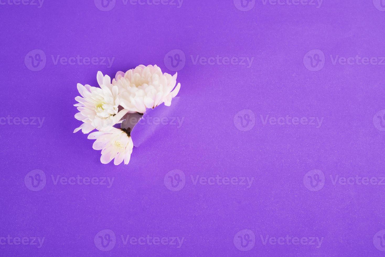 white flowers breaking through the paper background. Copy space. Top view, flat lay, frame. very repi photo