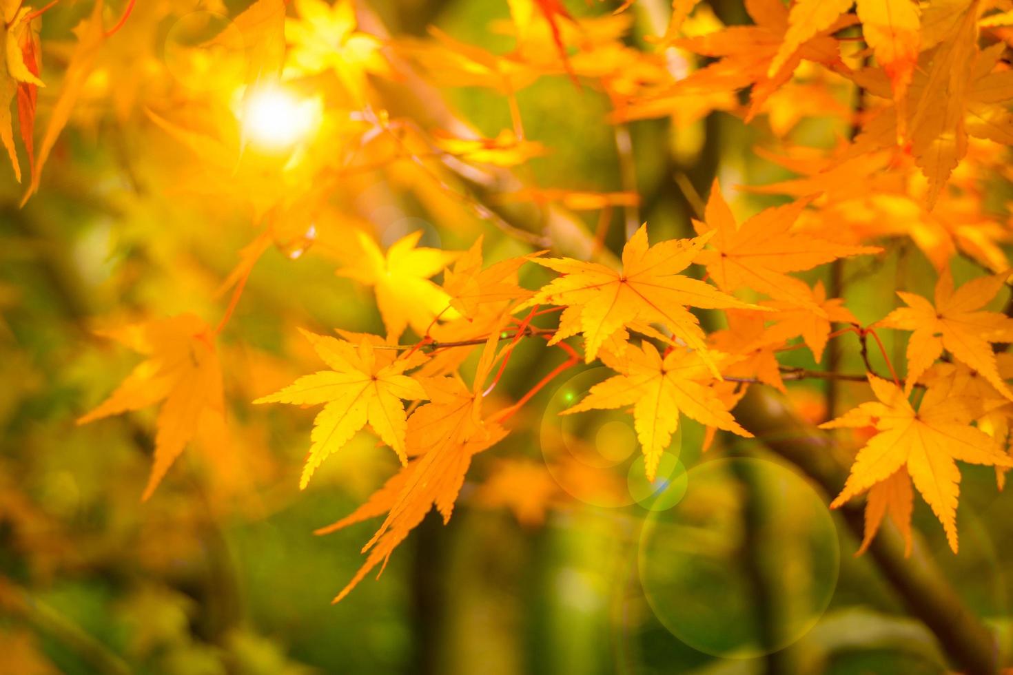 Gorgeous fall foliage of red maple leaves on Autumn season with sunlight effect at Kyoto, Japan. photo