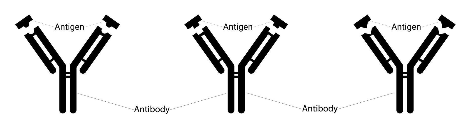 Different types of antigens and different types of antibodies. Human immunity. Fighting viruses. Epitope and paratope. Flat. Vector illustration.