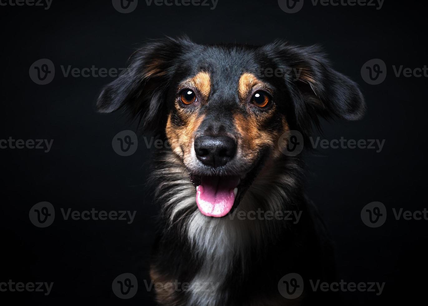 Portrait of Border collie isolated on black background photo