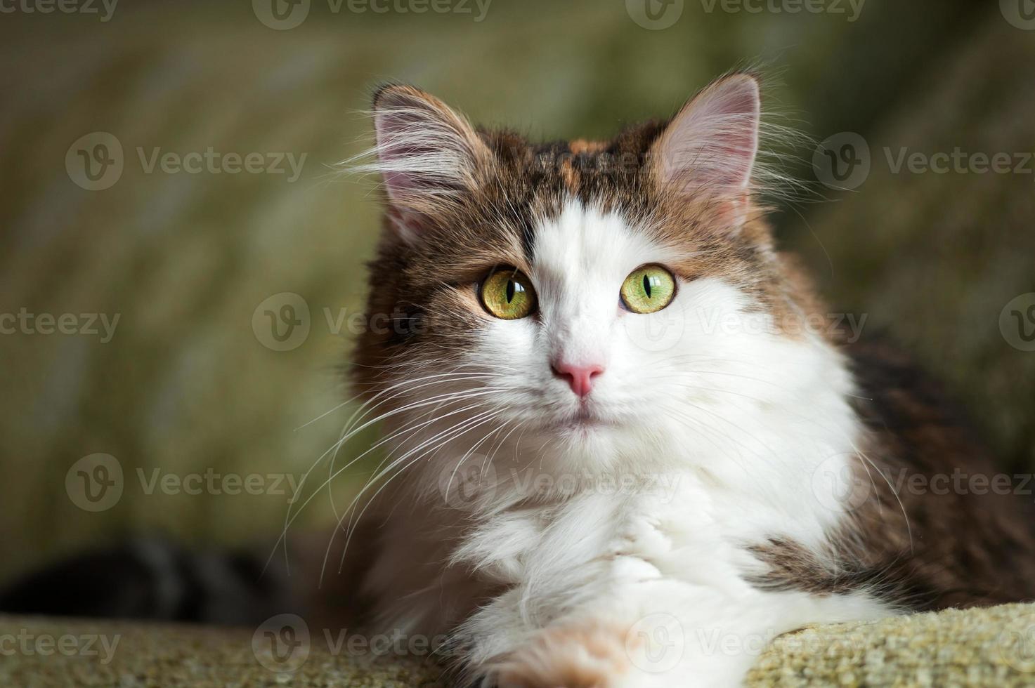 Fluffy, red cat resting in bright sunlight photo