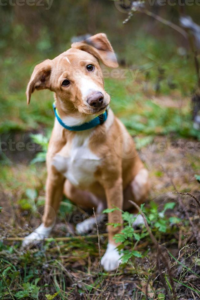 jack russell en un paseo por el parque de otoño foto