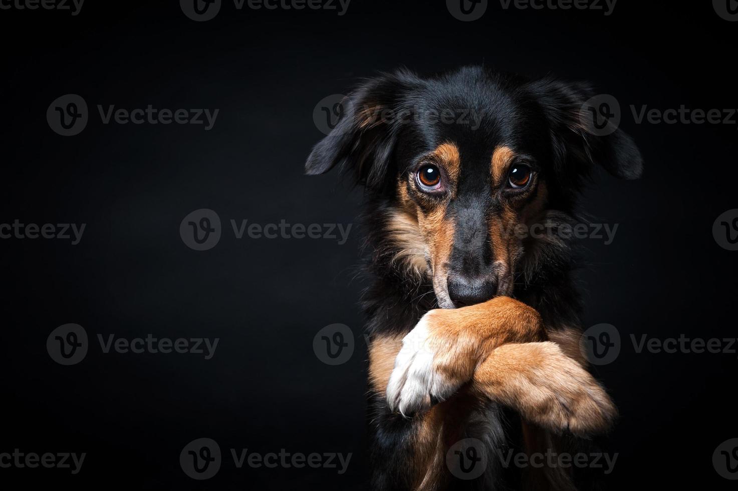 Portrait of Border collie isolated on black background photo