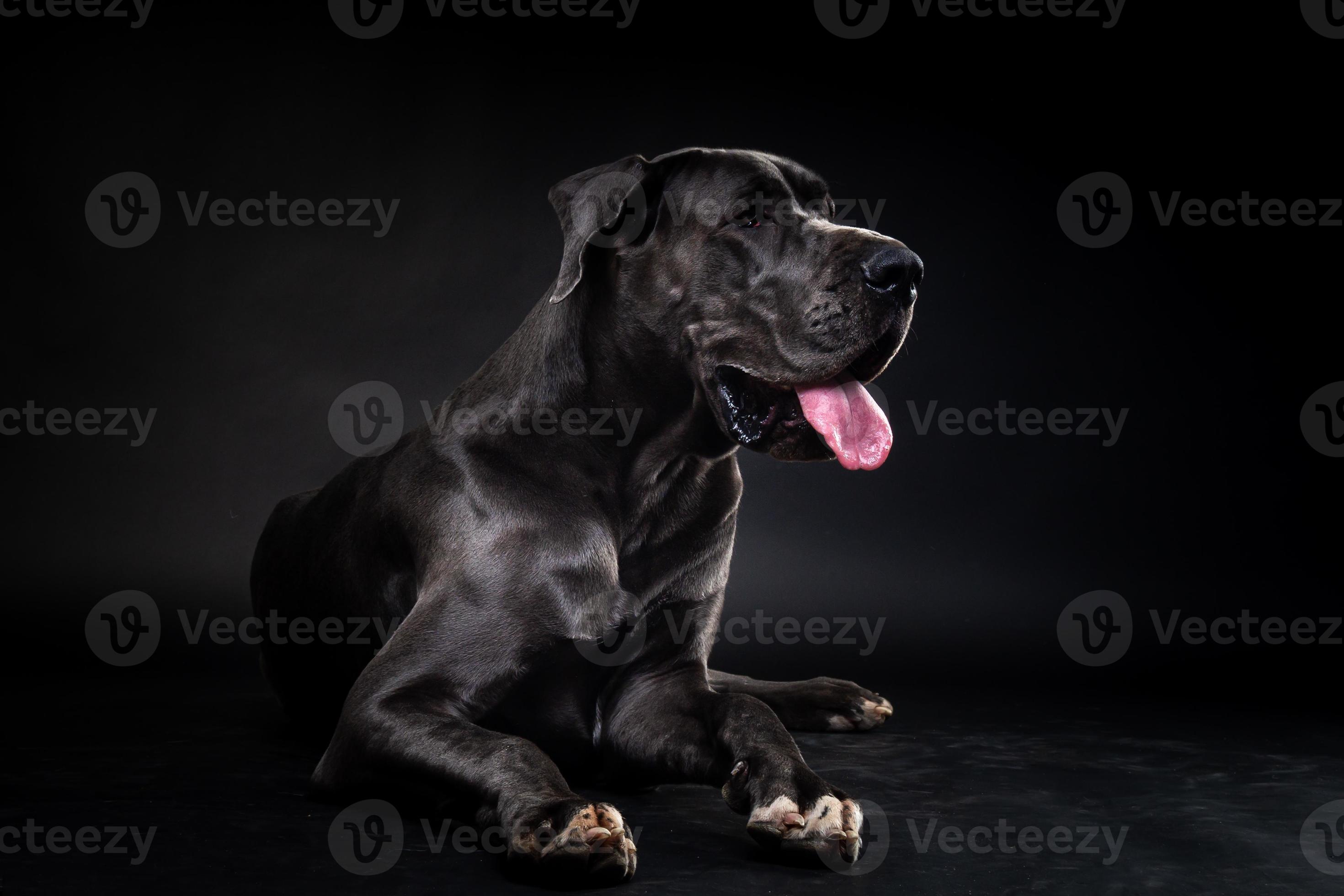 retrato de un gran perro danés, sobre un fondo negro aislado. 7116338 Foto  de stock en Vecteezy