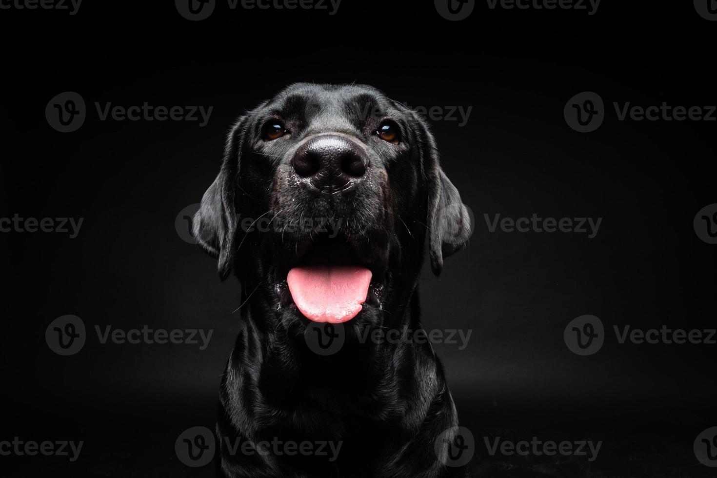 retrato de un perro labrador retriever sobre un fondo negro aislado. foto