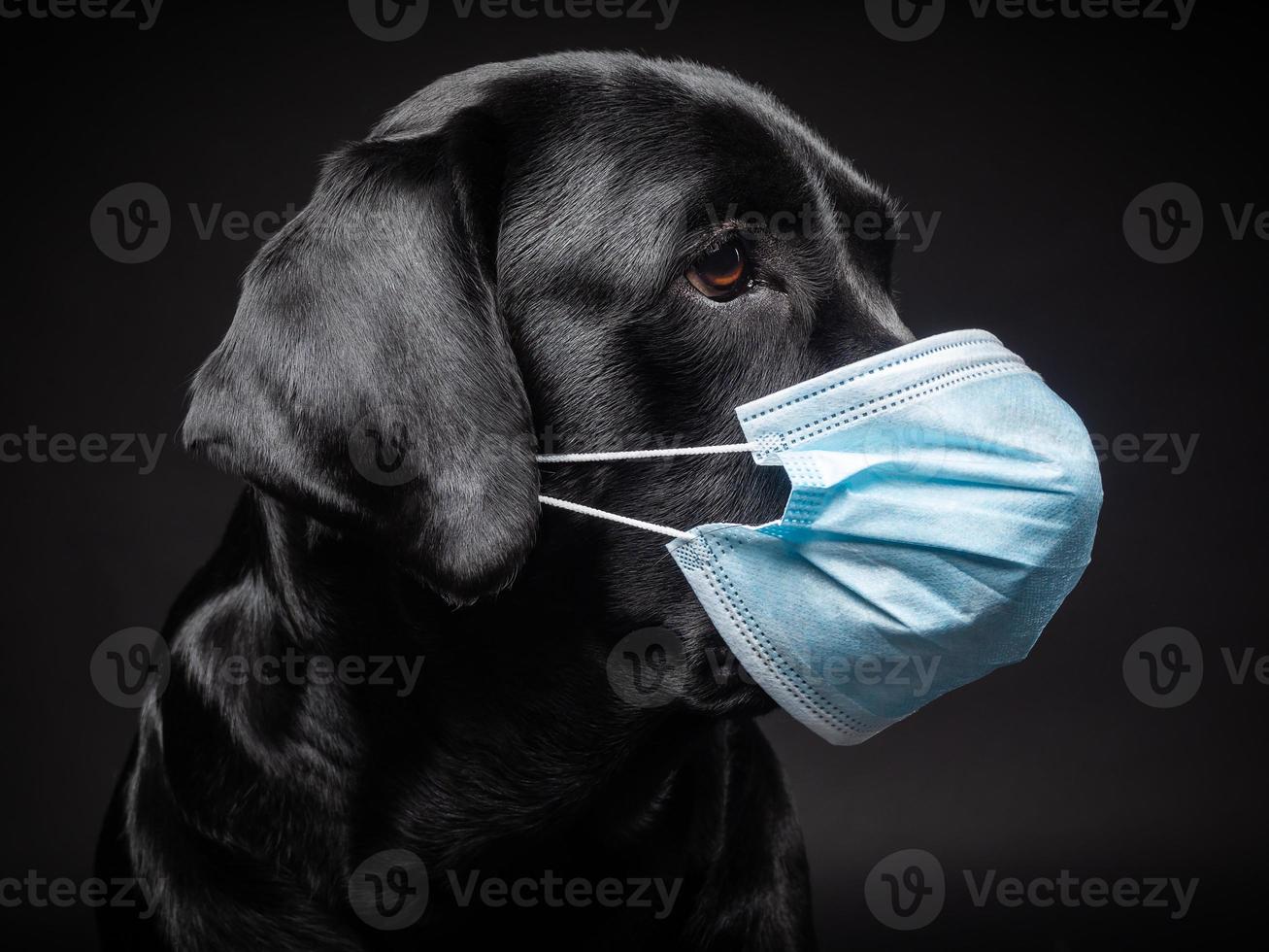 retrato de un perro labrador retriever con una máscara médica protectora. foto