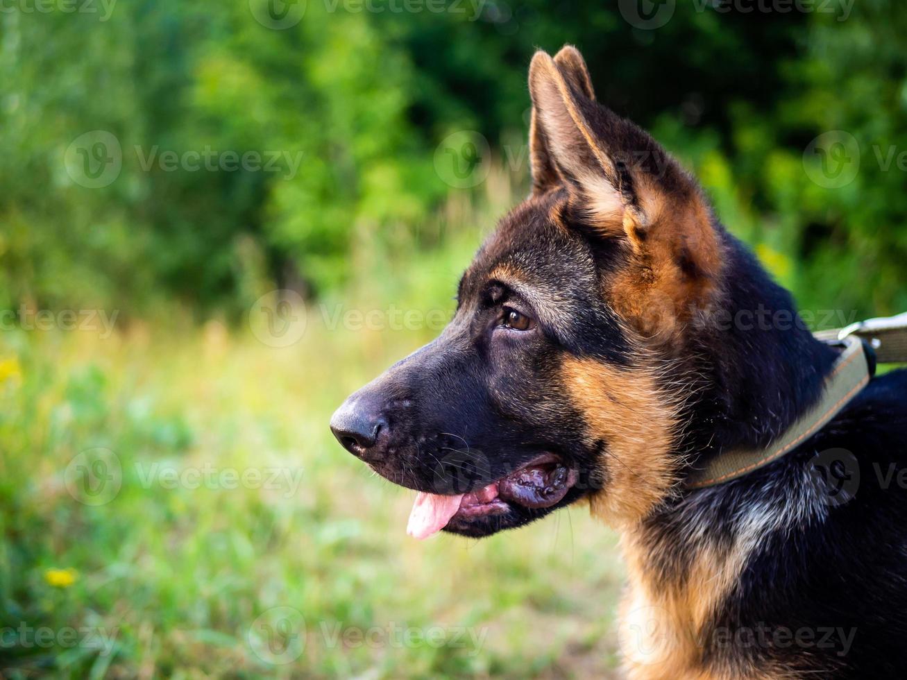 retrato de un cachorro de pastor alemán. foto