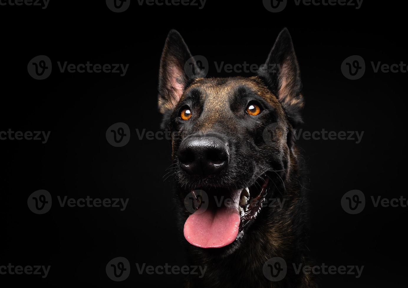 Portrait of a Belgian shepherd dog on an isolated black background. photo