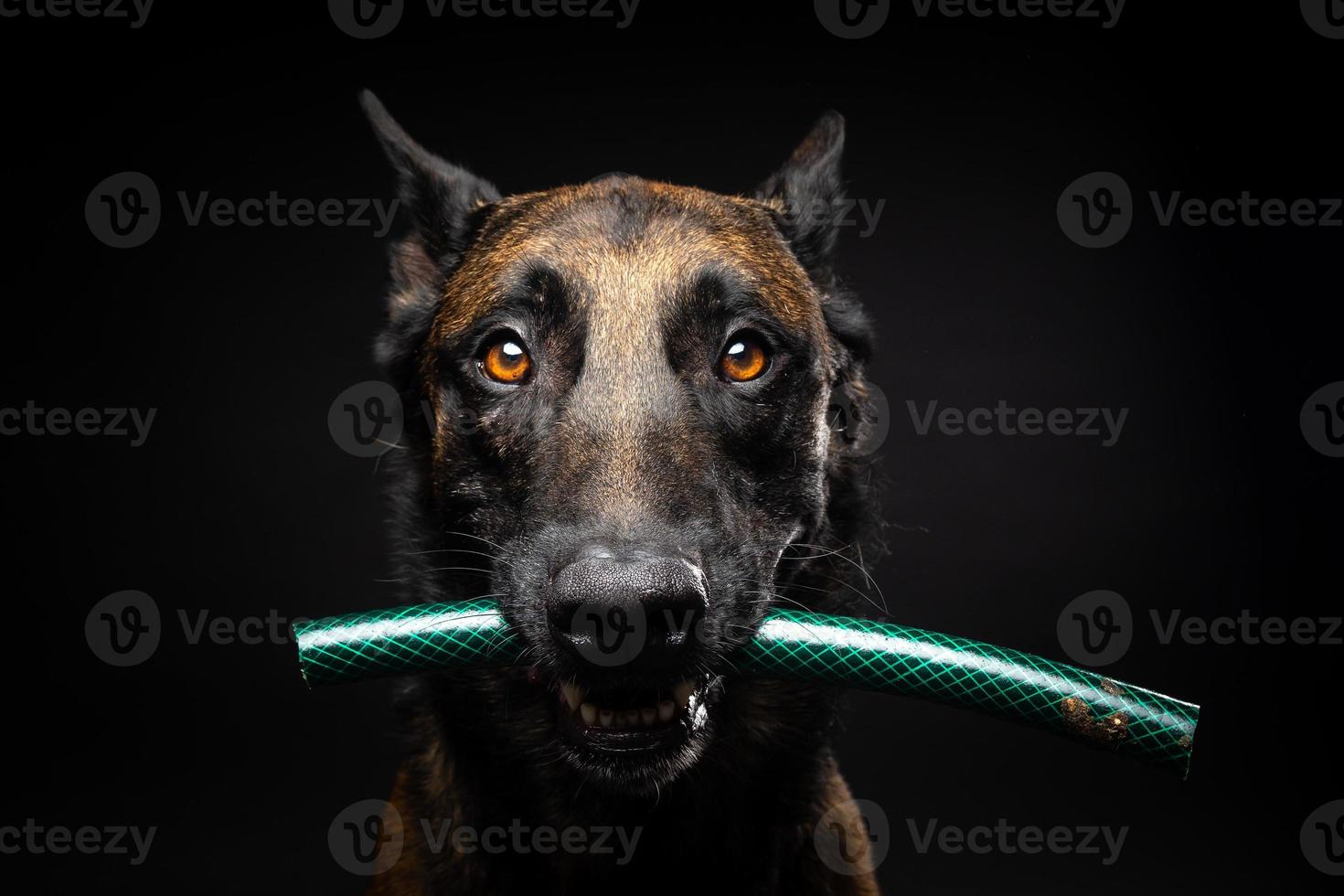 retrato de un perro pastor belga con un juguete en la boca, disparado sobre un fondo negro aislado. foto