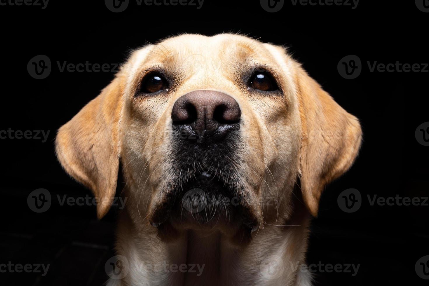 Portrait of a Labrador Retriever dog on an isolated black background. photo