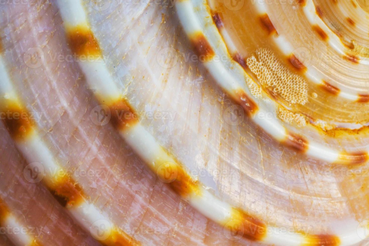 close up shoot of sea shell photo