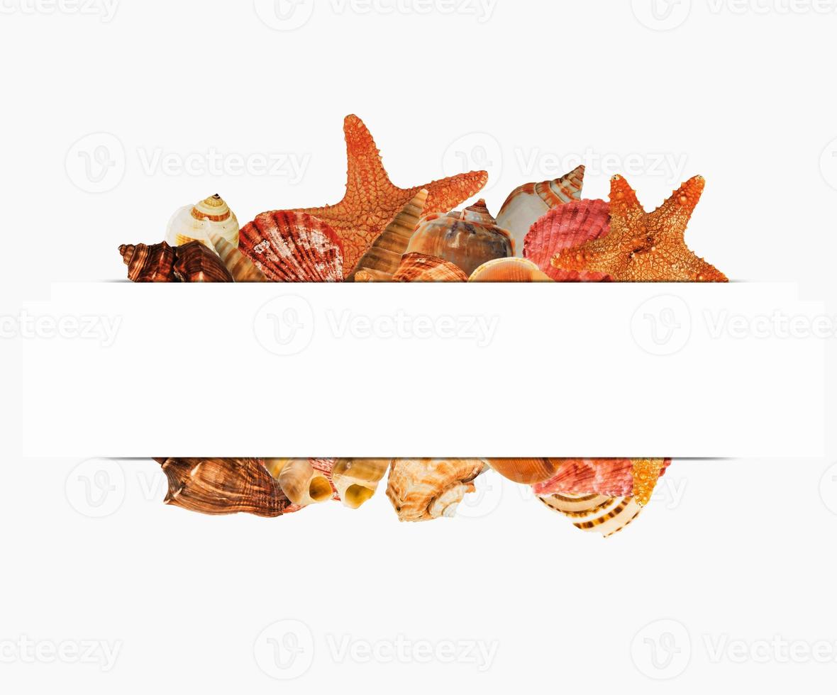 Sea shellfish isolated on white background photo