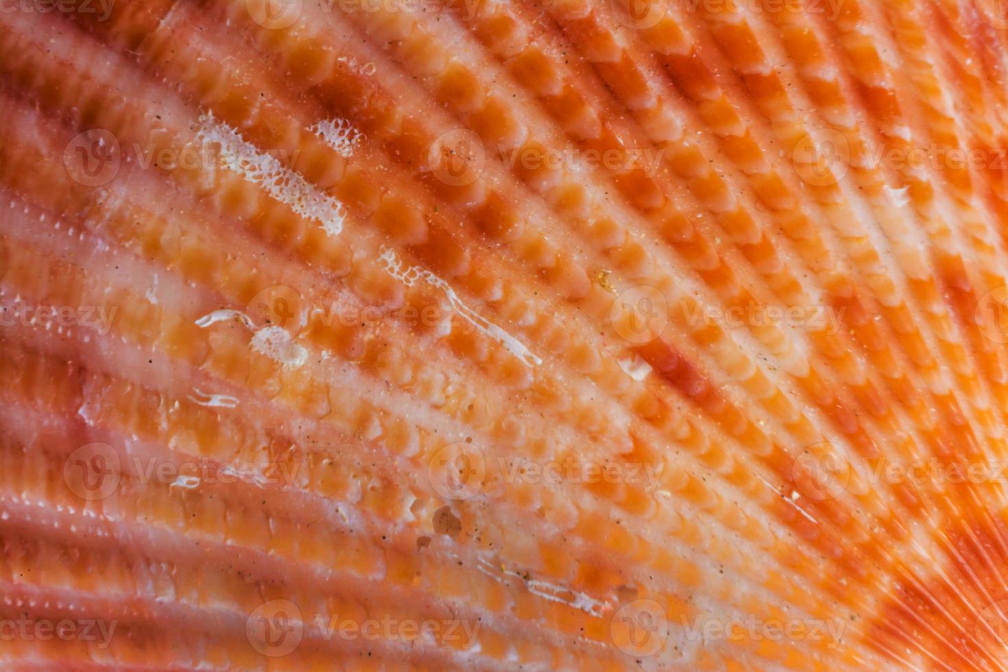 close up shoot of sea shell photo