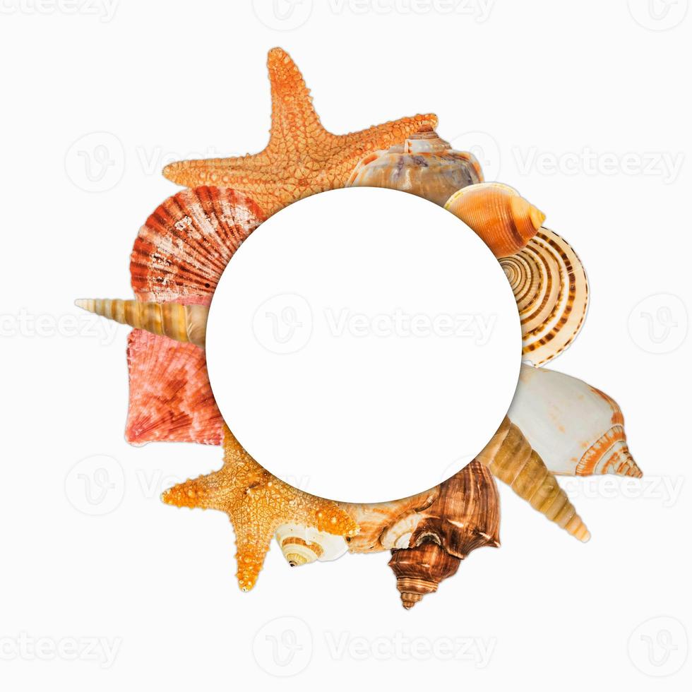 Sea shellfish isolated on white background photo