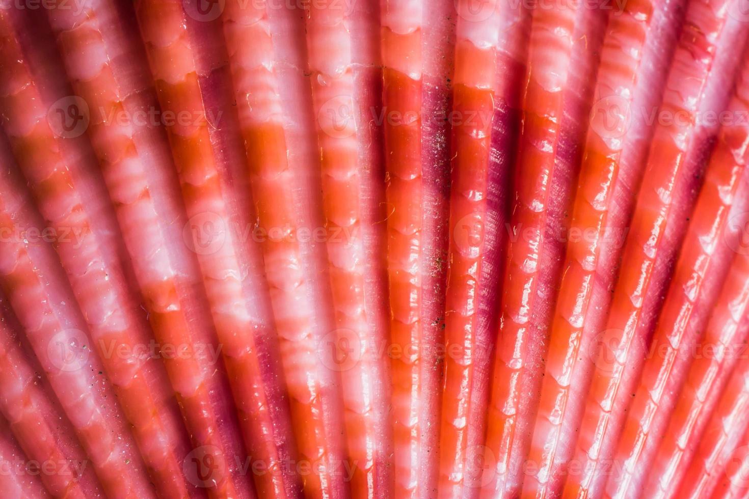 close up shoot of sea shell photo