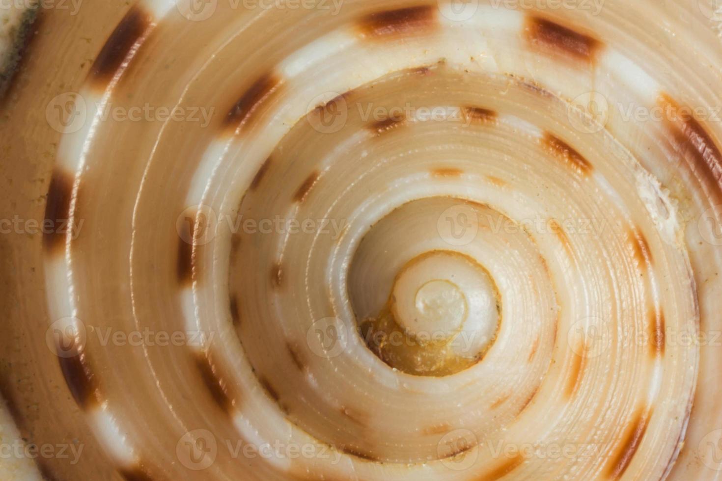 close up shoot of sea shell photo