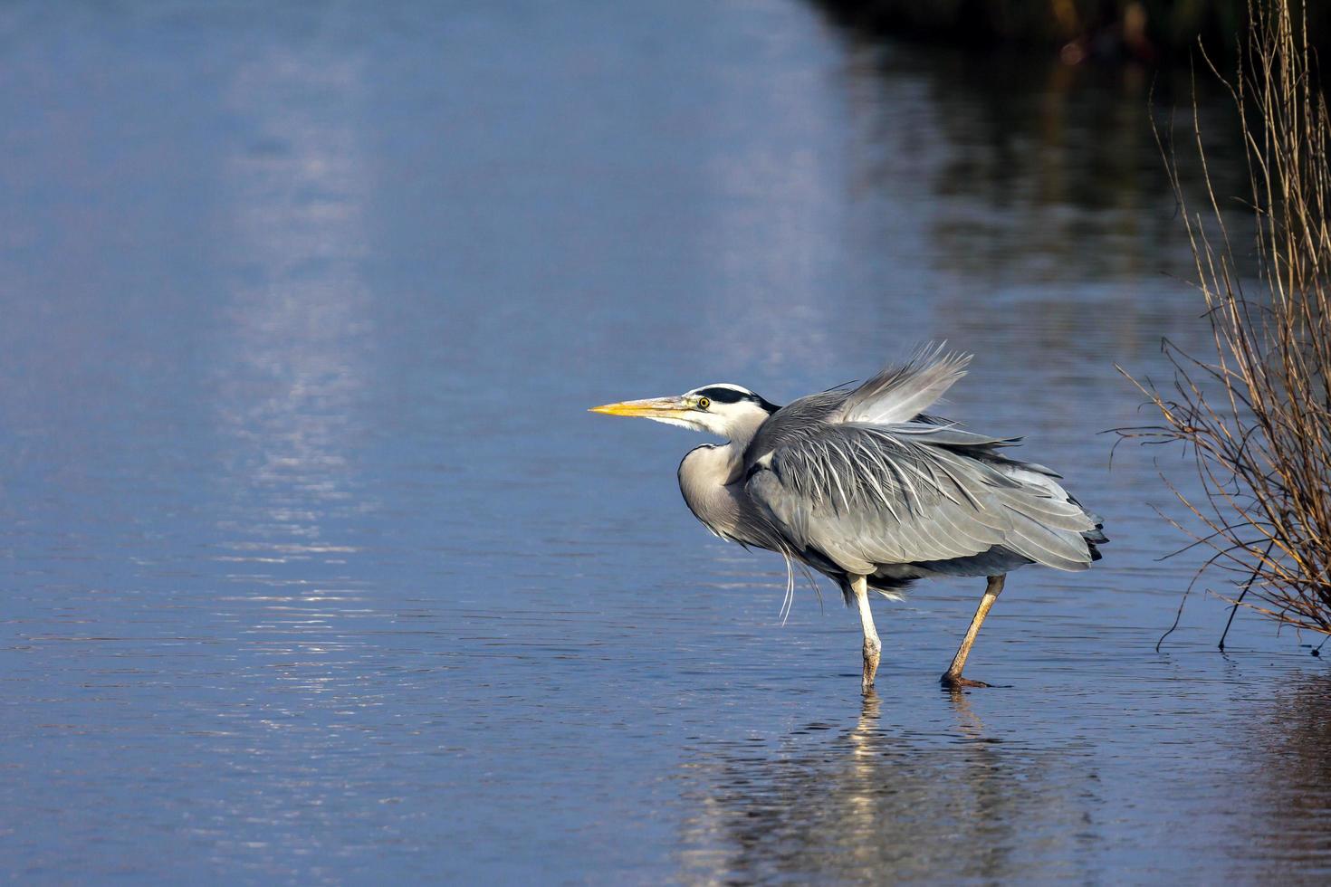 Grey Heron Walking into the Water photo