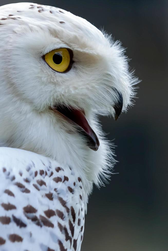 Snowy Owl portrait photo