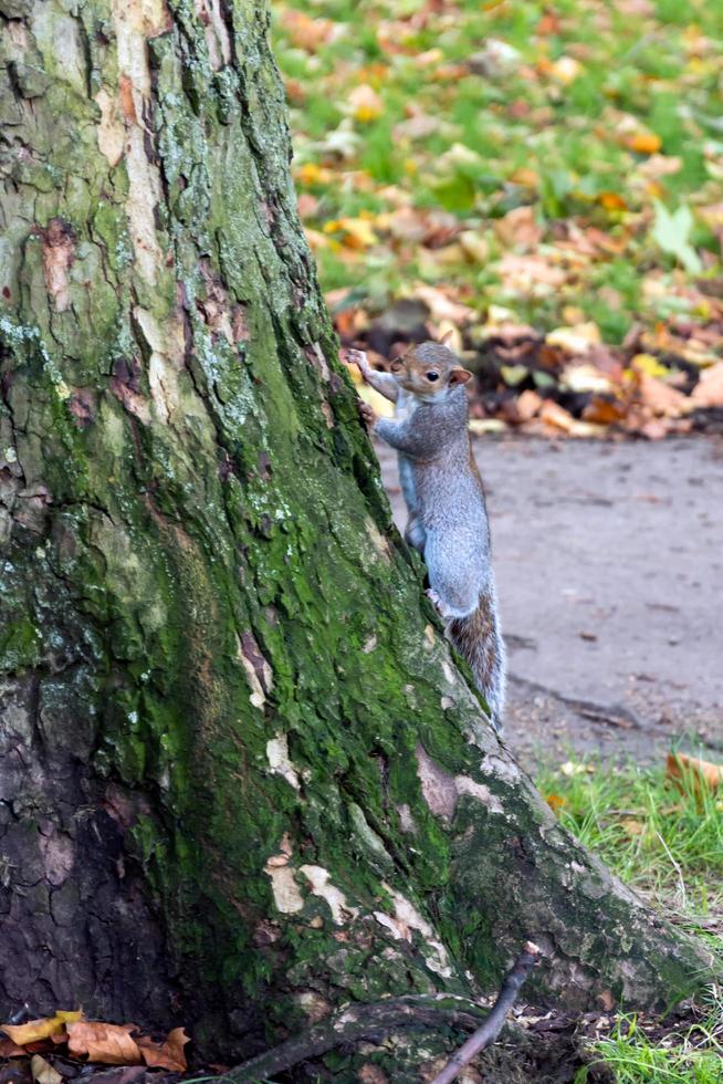 Grey Squirrel clinging to the side of a tree photo