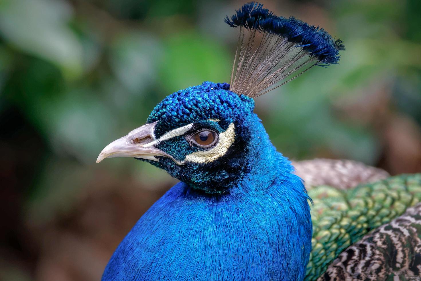 Peacock  close up photo