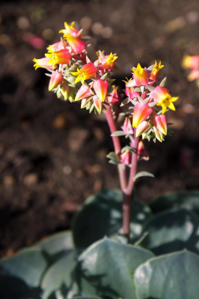 Echeveria Succulent Plant Flowering photo