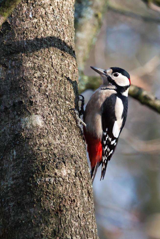 Great Spotted Woodpecker photo