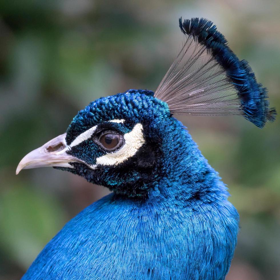 Peacock  close up photo