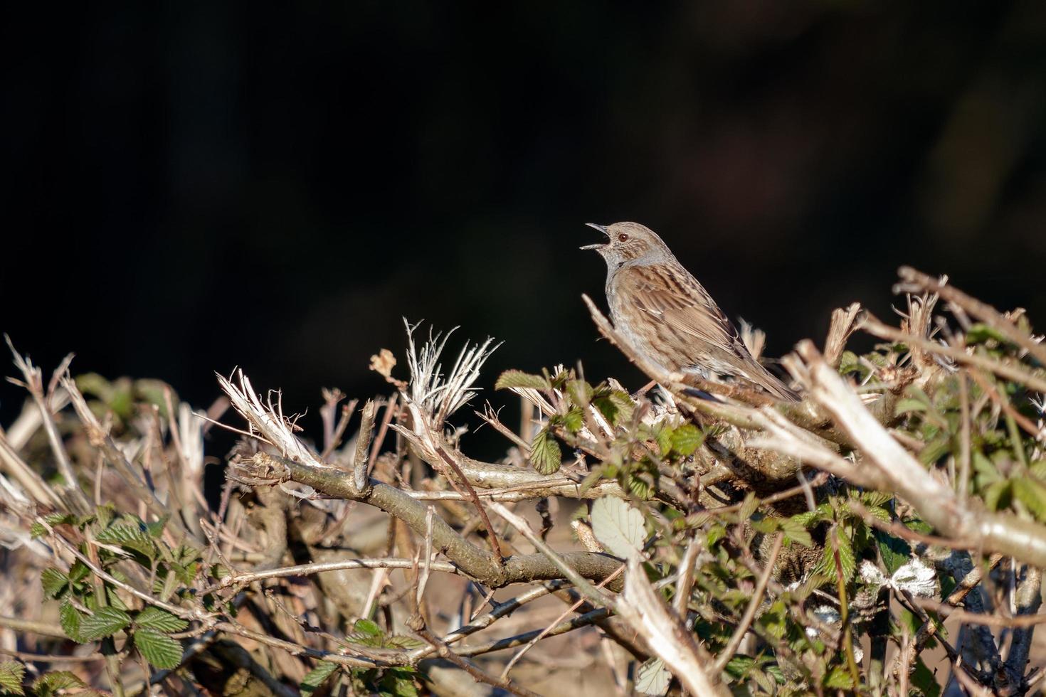 Hedge Accentor in a hedge in Sussex photo