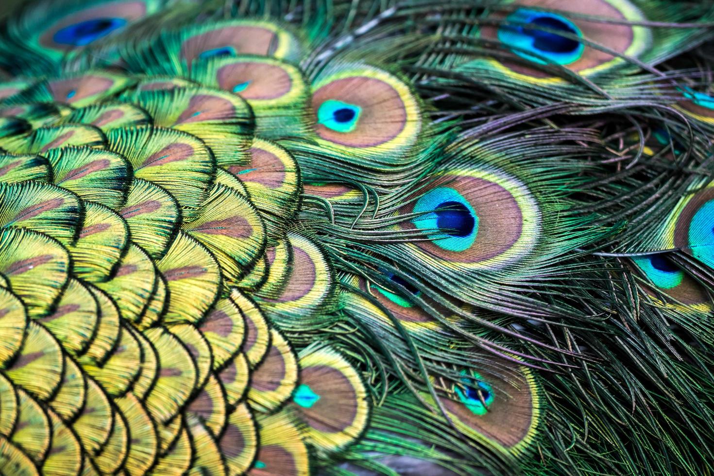 Peacock feathers close up photo