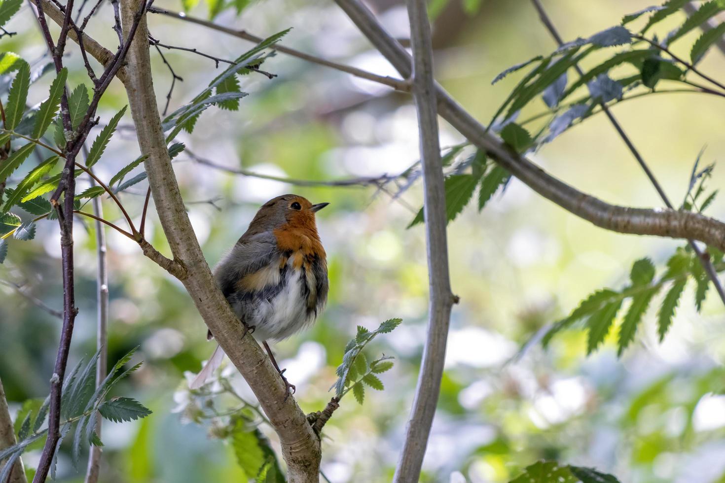 Fledgling Robin perched in a tree on a summers day photo