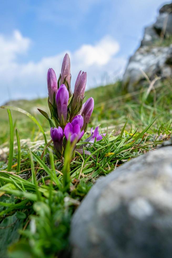 German Gentian flower growing on Monte Poieto in Italy photo