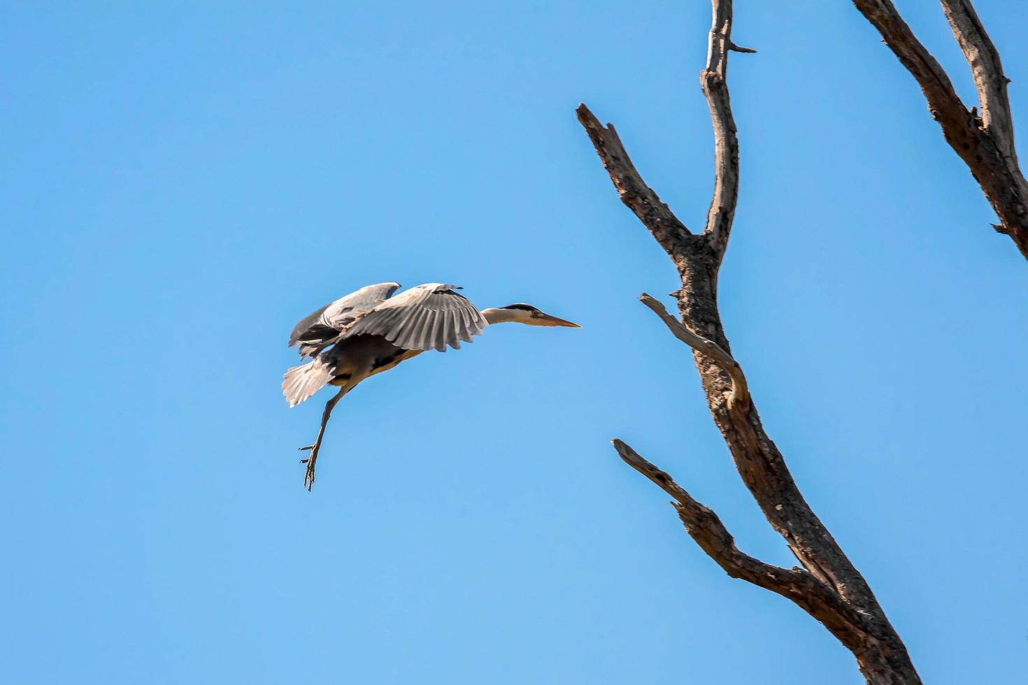 garza gris acercándose al nido foto