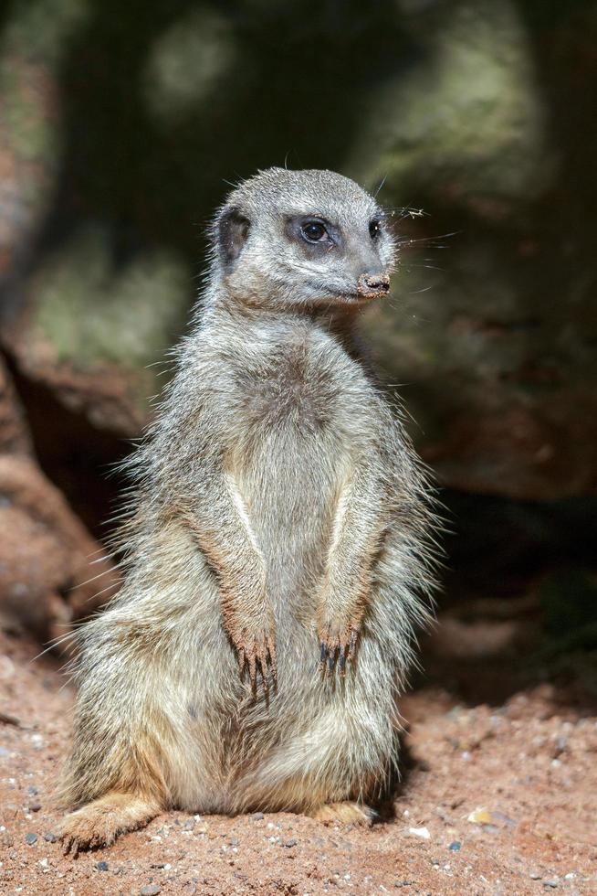 suricata de cola delgada foto