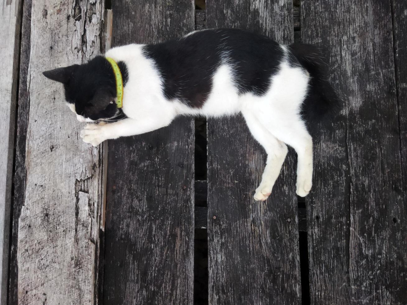 The black and white cat is sleeping on the plank floor photo