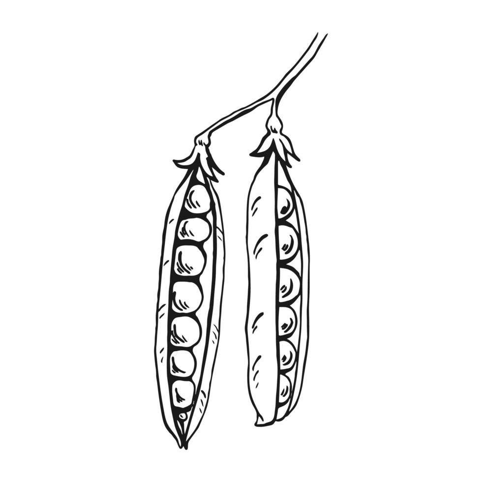 Pea pod sketch. Hand drawn illustration converted to vector. Organic food illustration isolated. vector